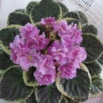 Apache Primrose