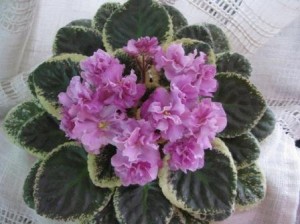 Apache Primrose