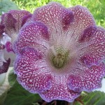 Vishnevaia Metel