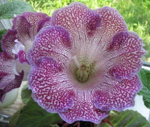 Vishnevaia Metel