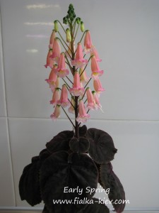 Early Spring