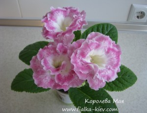 Koroleva Maya (2) Королева Мая