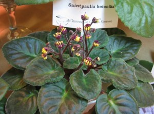 Saintpaulia Botanika