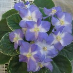 Shirl's Hawaiian Lei