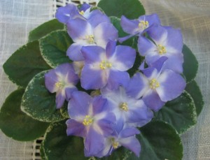 Shirl's Hawaiian Lei