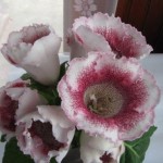 White Spider (S.Saliba)