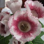 White Spider (S.Saliba)