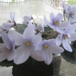 Allegro Chicory Charm (2)
