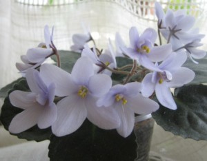 Allegro Chicory Charm (2)