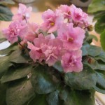 Allegro Winsome Pink