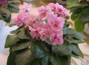 Allegro Winsome Pink