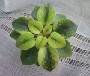Rob's Plaid Skirt