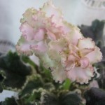 Yan - Kapris