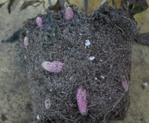 rizomy akhimenesa