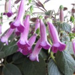 Deep Purple