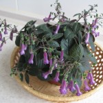 Deep Purple (2)