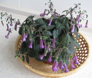 Deep Purple (2)