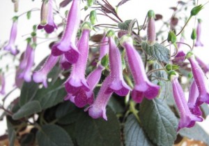 Deep Purple