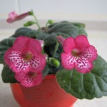Ozark Rosy Tiger