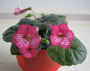 Ozark Rosy Tiger