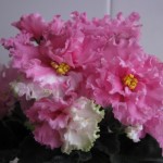 Suncoast Circus Candy whit (2)