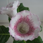 White Spider (2)