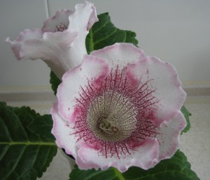 White Spider (2)