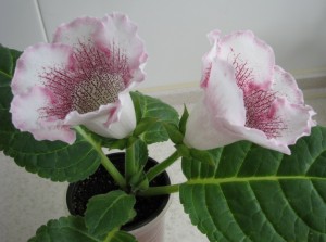 White Spider (3