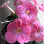achimenes Aurora Charm