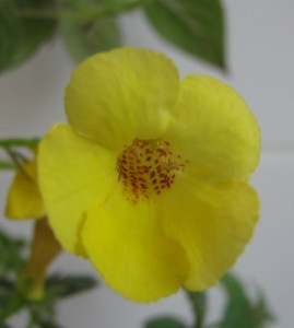 Clouded Yellow