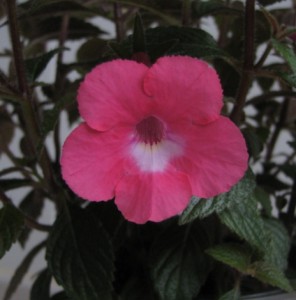 Rosy Frost