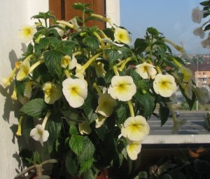 Santiano