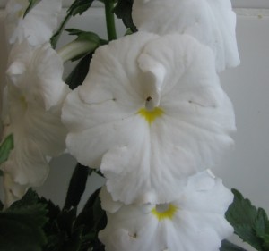 White Glory