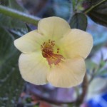 Yellow Beauty
