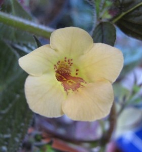 Yellow Beauty