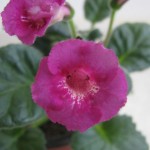 Coral Reff (2)