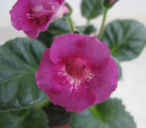 Coral Reff (2)