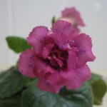 Country Grace (2)