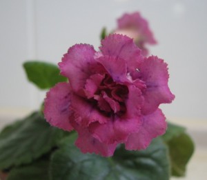 Country Grace (2)