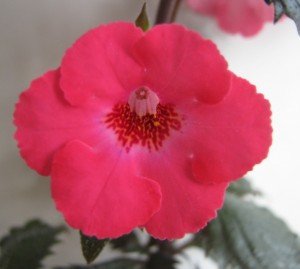 Coccinelle