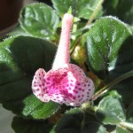Pink Eruption