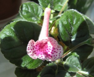 Pink Eruption