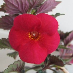 Red Diamond