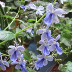 klerodendrum