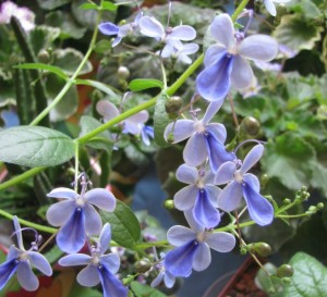 klerodendrum
