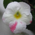 White Glory sport
