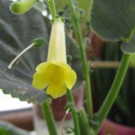 Canarina