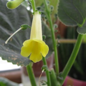 Canarina
