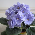 YeK-Golubaya Krov (2)