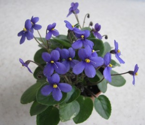 Pixie Blue